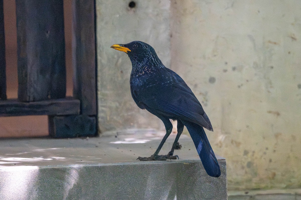 Purpurpfeifdrossel - ML645100437