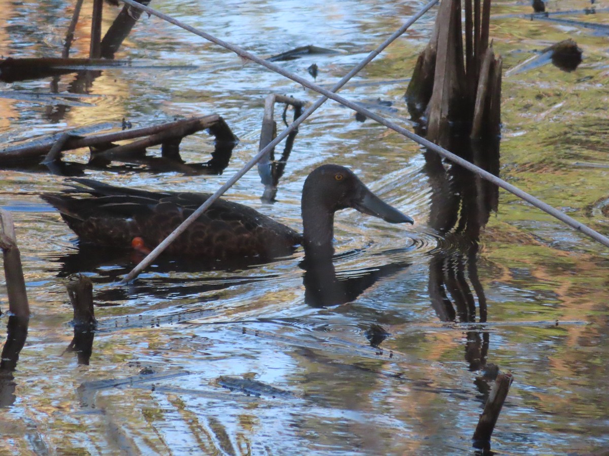 Australasian Shoveler - ML645100439