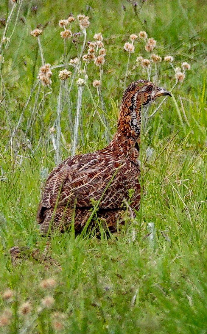 Orange River Francolin - ML645100440