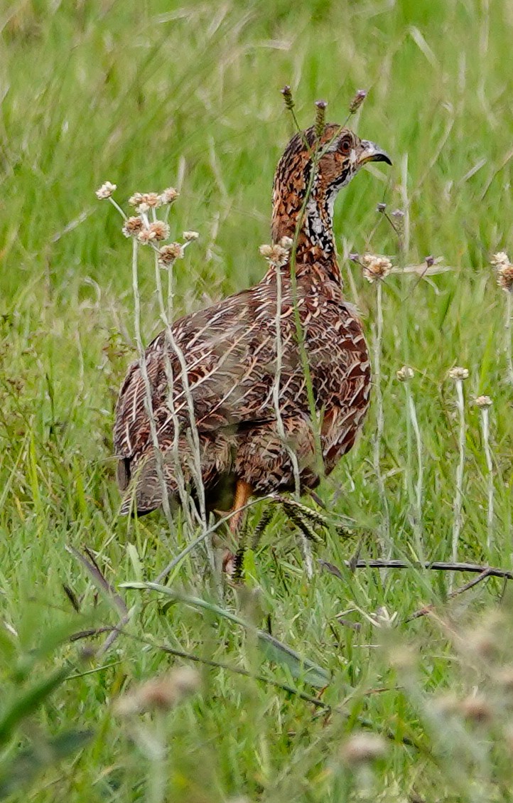 Orange River Francolin - ML645100441