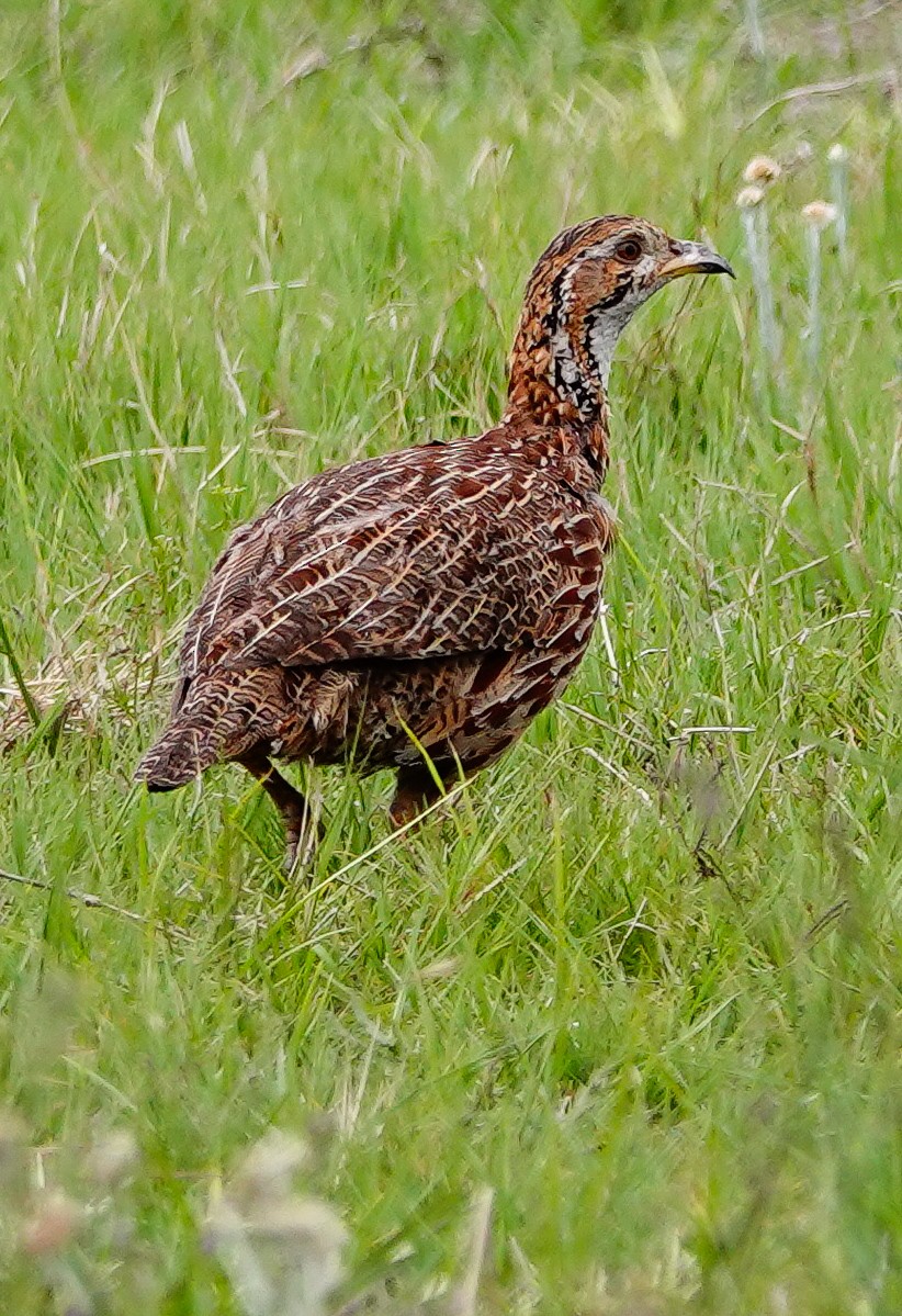 Orange River Francolin - ML645100442