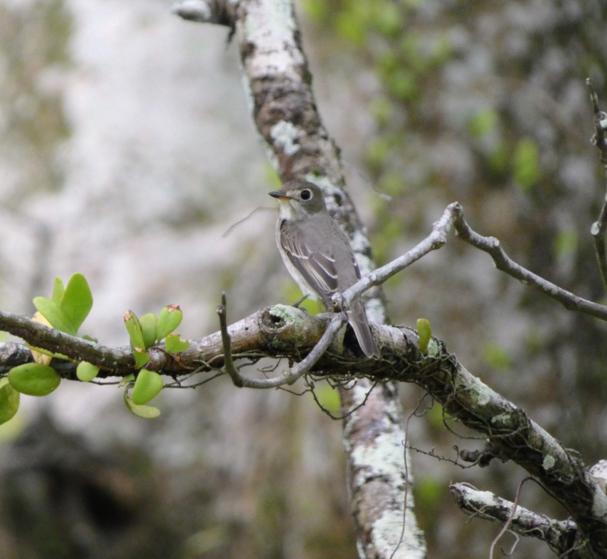 lejsek asijský - ML645100455