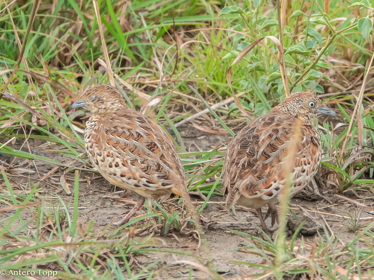 林三趾鶉 - ML645100457