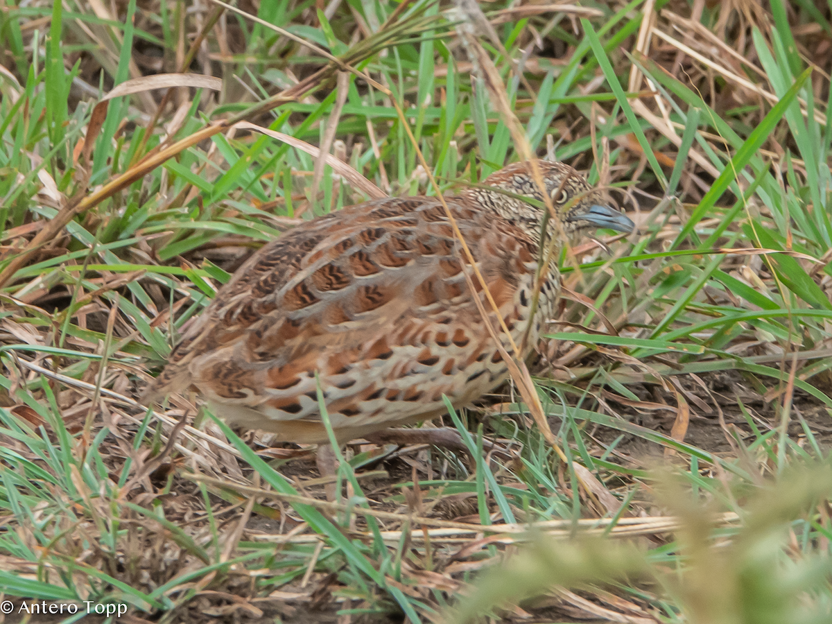 林三趾鶉 - ML645100458