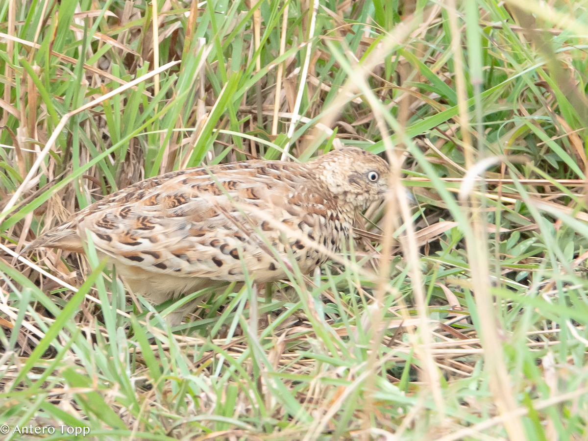 林三趾鶉 - ML645100459