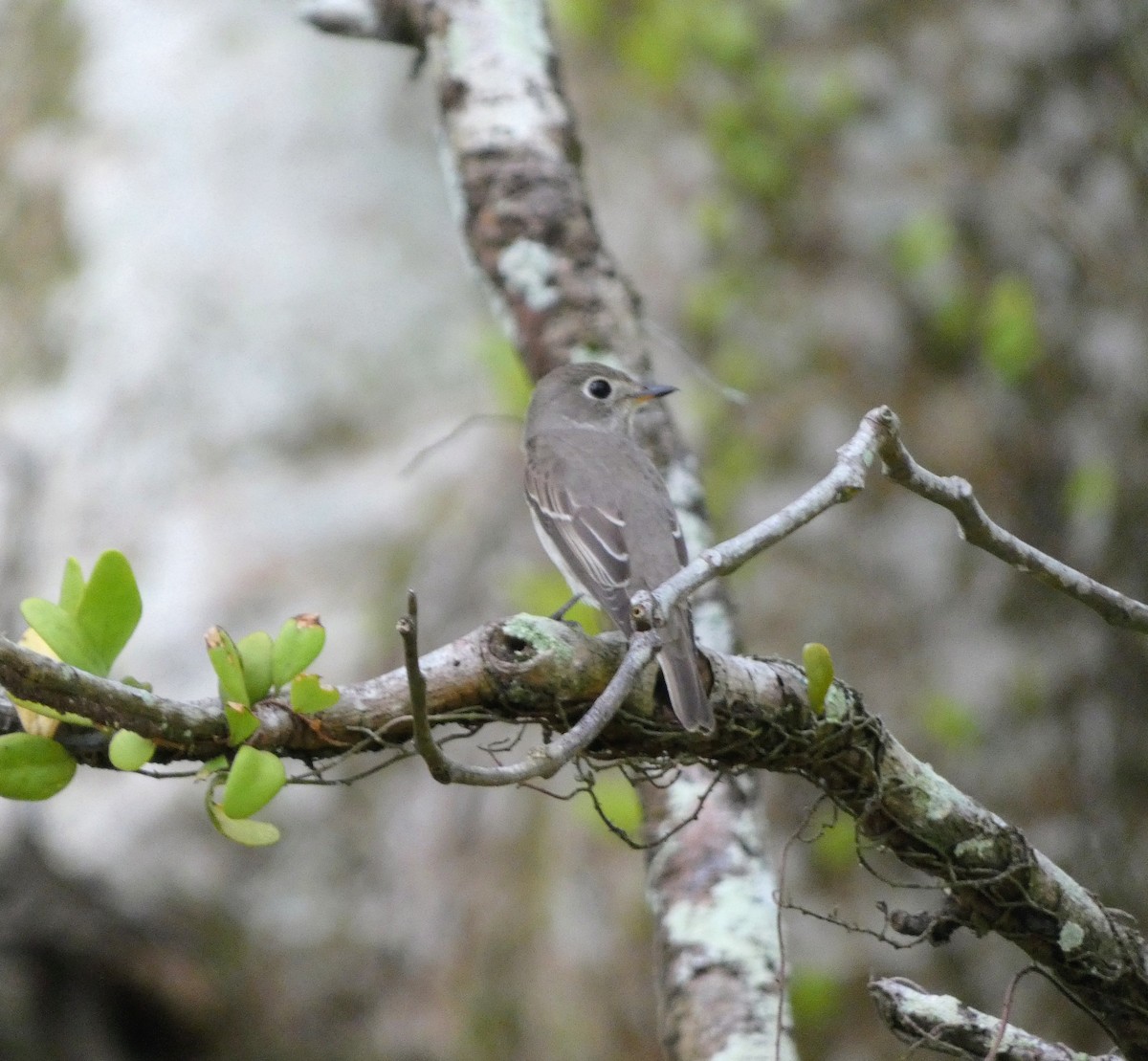 lejsek asijský - ML645100460