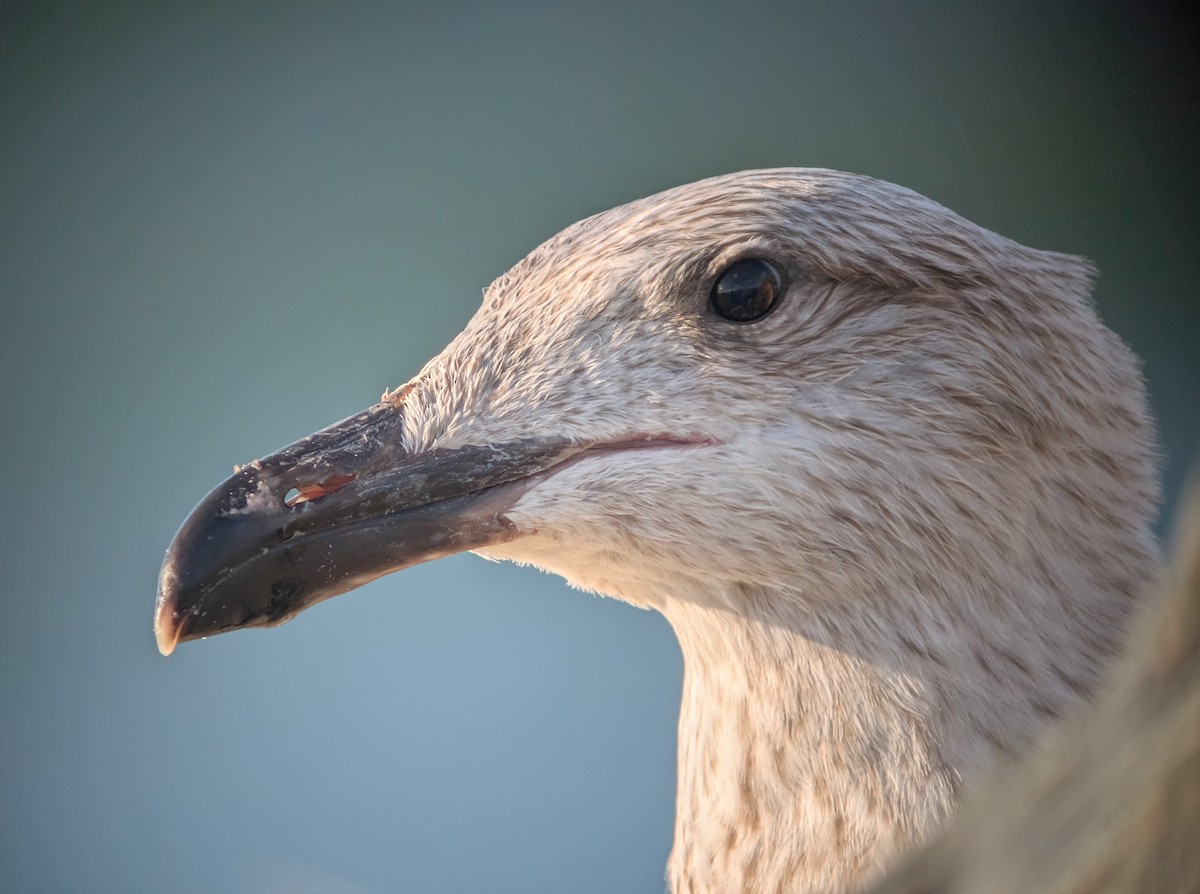 Büyük Kara Sırtlı Martı - ML645100462