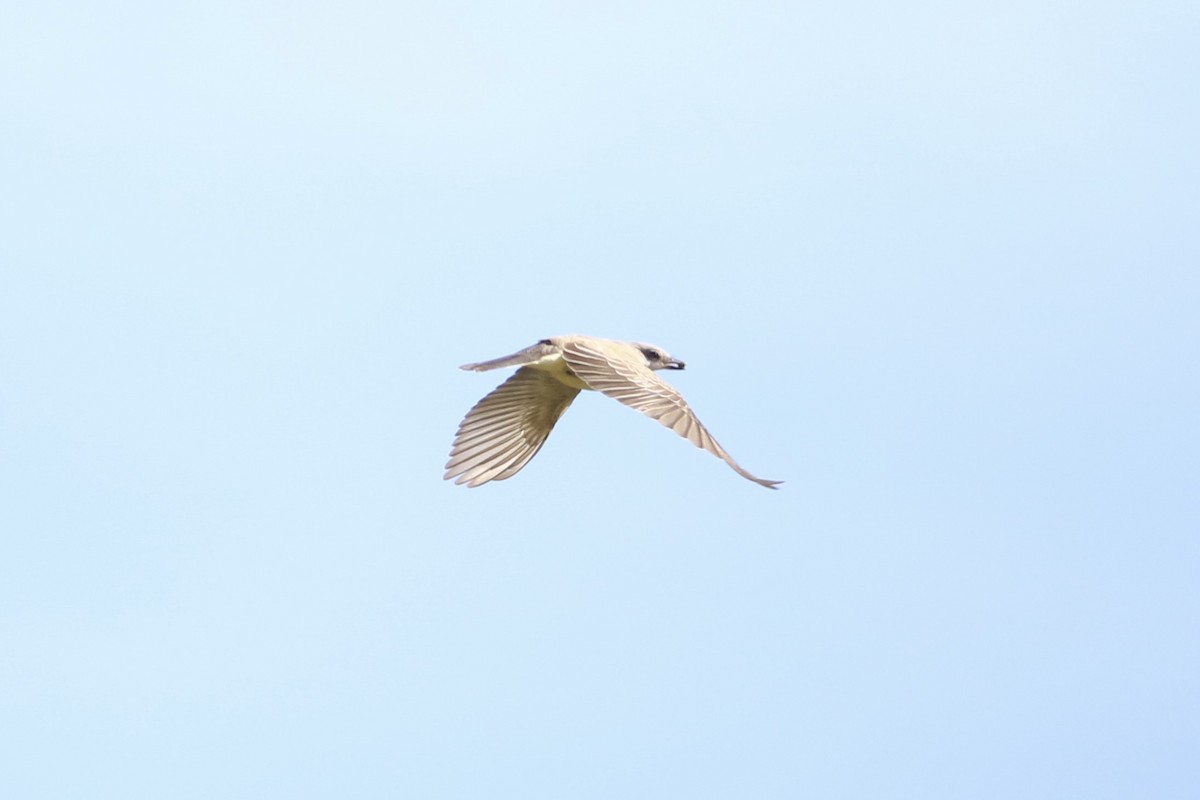 Western Kingbird - ML645100472