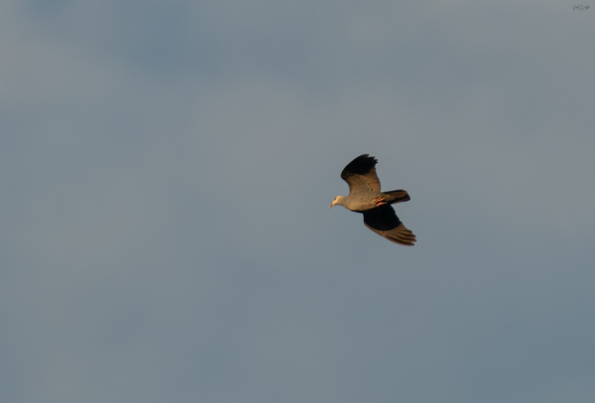 Andamanentaube - ML645100474