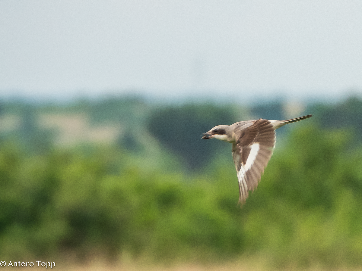 Чернолобый сорокопут - ML645100486