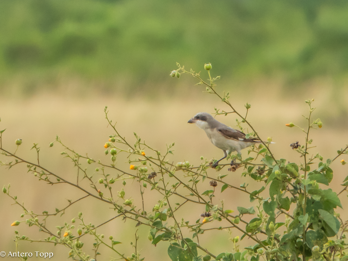 Чернолобый сорокопут - ML645100487