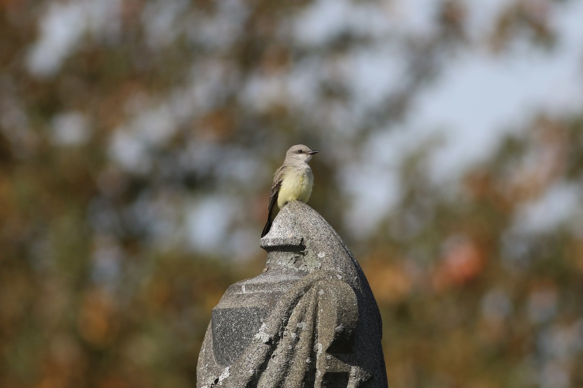Western Kingbird - ML645100489