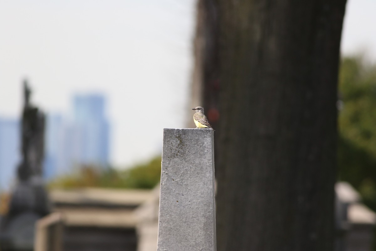 Western Kingbird - ML645100493