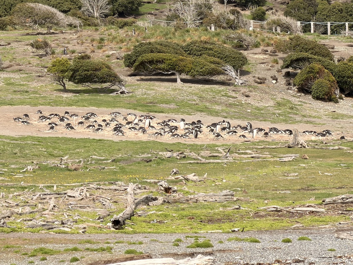 tučňák oslí - ML645100536