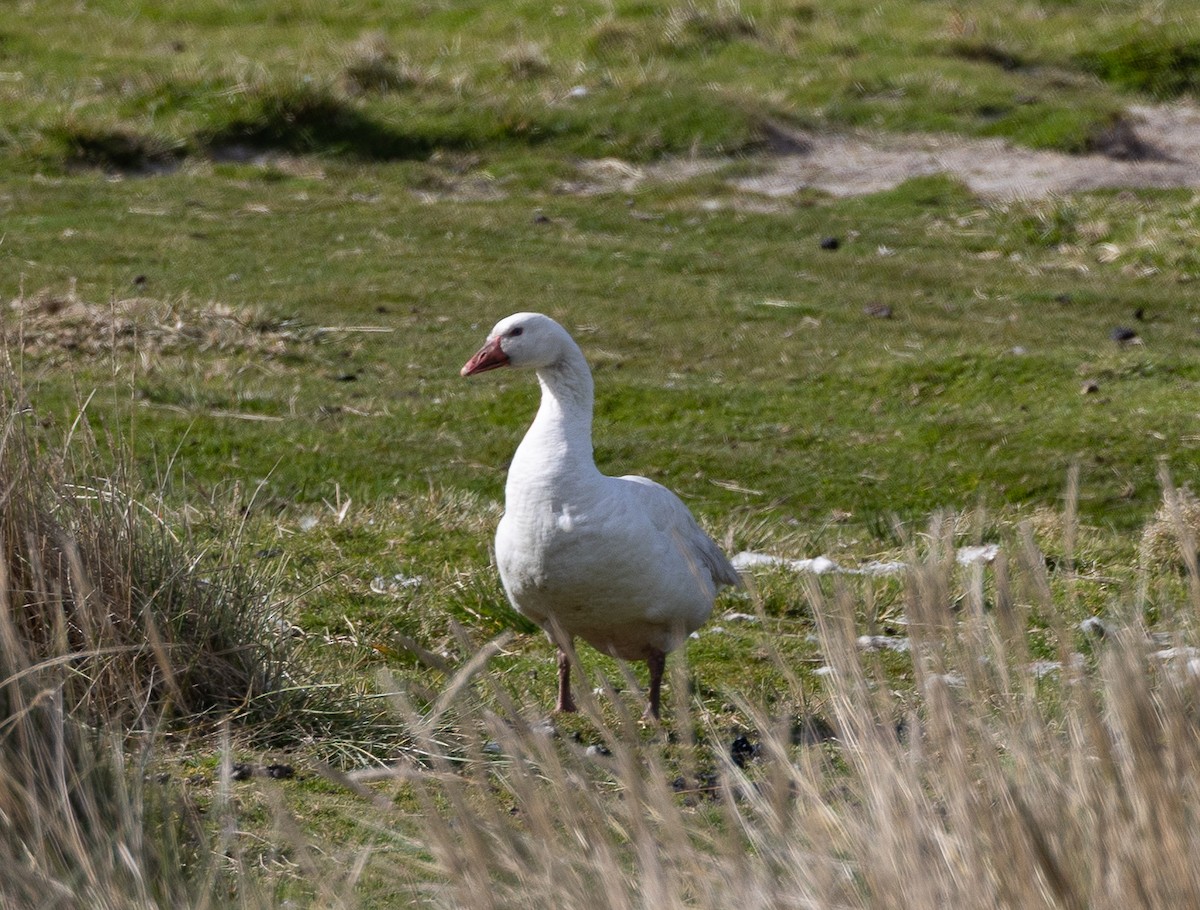 Серый гусь (Одомашненного типа) - ML645100537