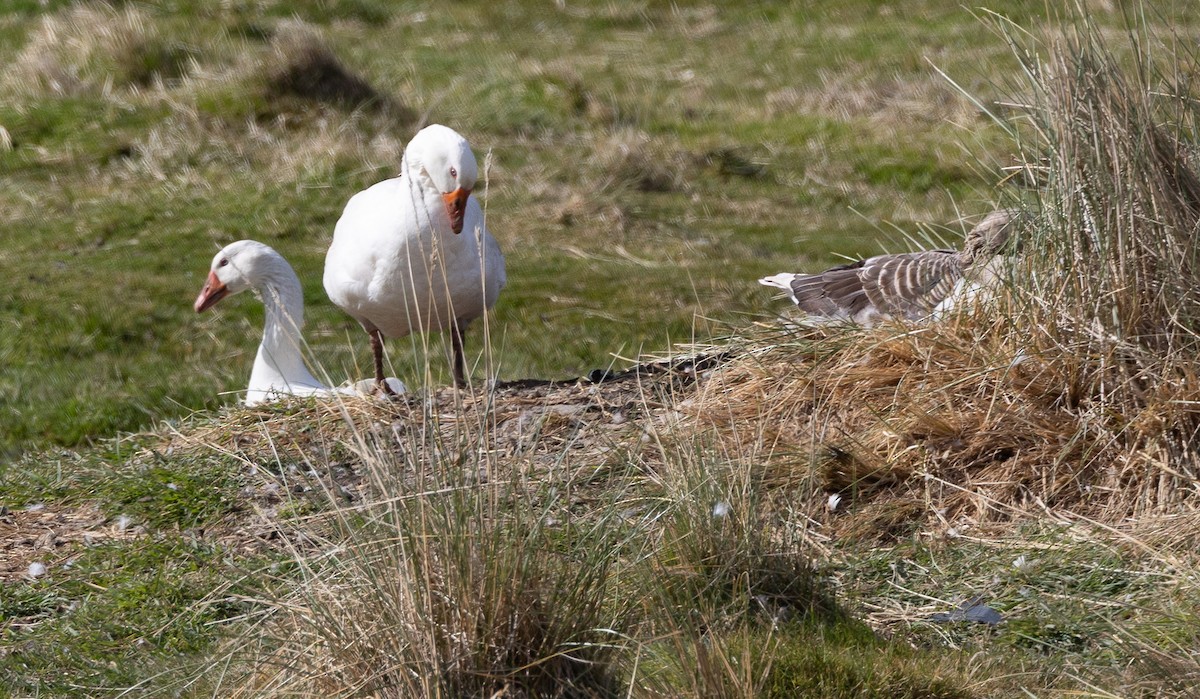 Серый гусь (Одомашненного типа) - ML645100538