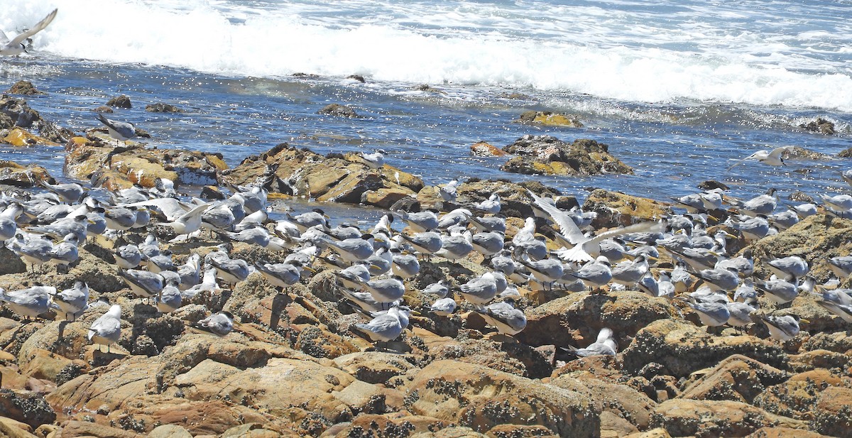 Great Crested Tern - ML645100555