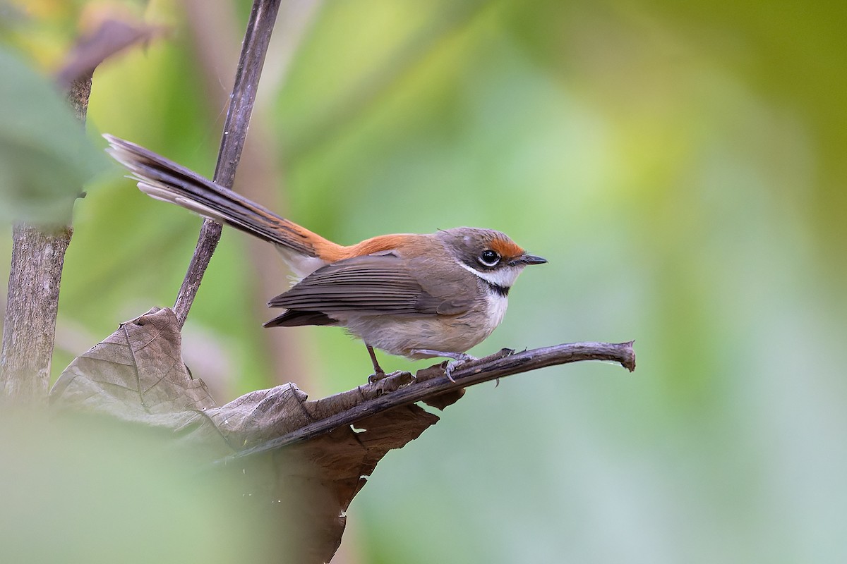 Supertramp Fantail (Lesser Sundas) - ML645100569