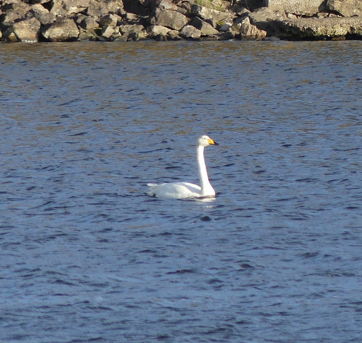 Whooper Swan - ML645100575