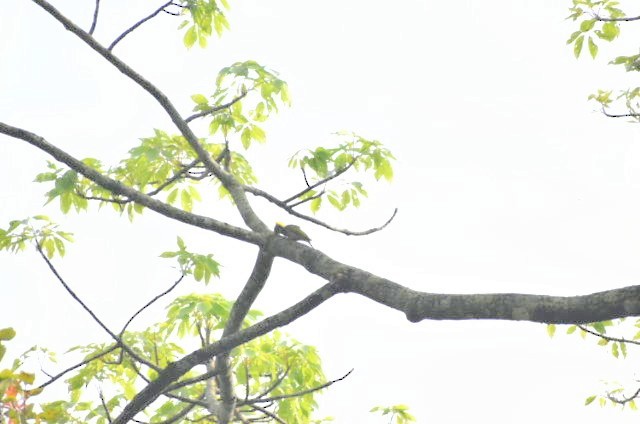 Lesser Yellownape - ML645100579