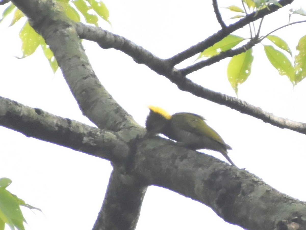 Lesser Yellownape - ML645100580