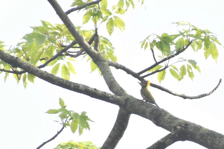 Lesser Yellownape - ML645100581