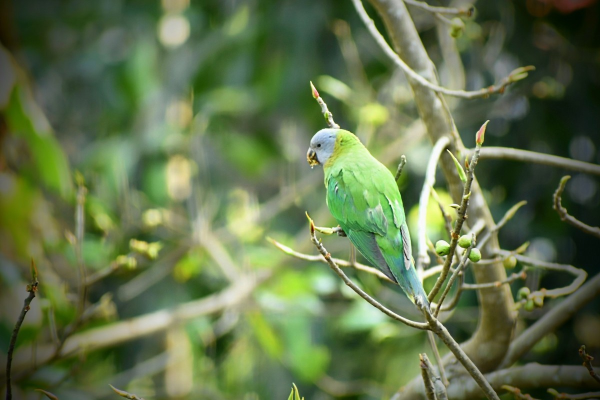 Red-breasted Parakeet - ML645100584