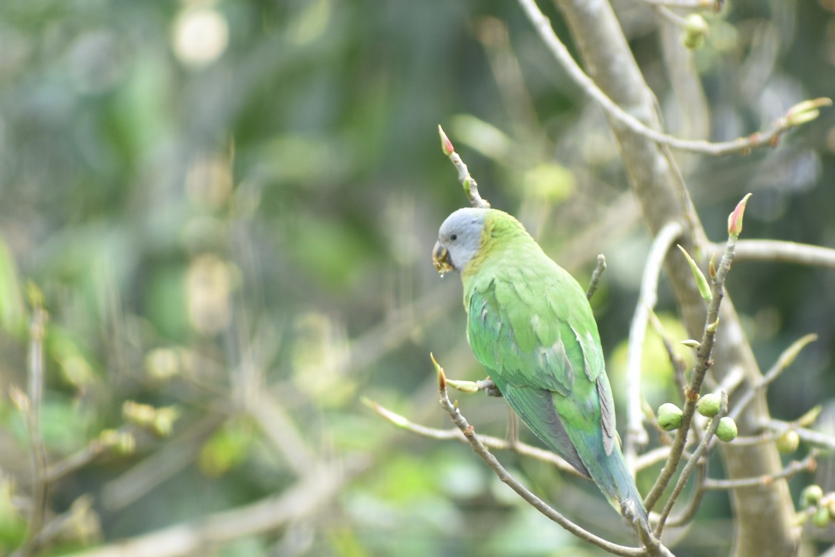 Red-breasted Parakeet - ML645100585