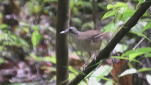 Kısa Kuyruklu Ardıçesmeri (malaccense) - ML645100595