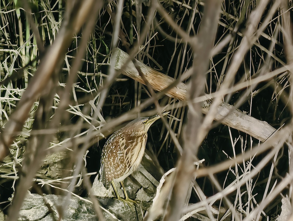 אנפית מזרחית - ML645100599