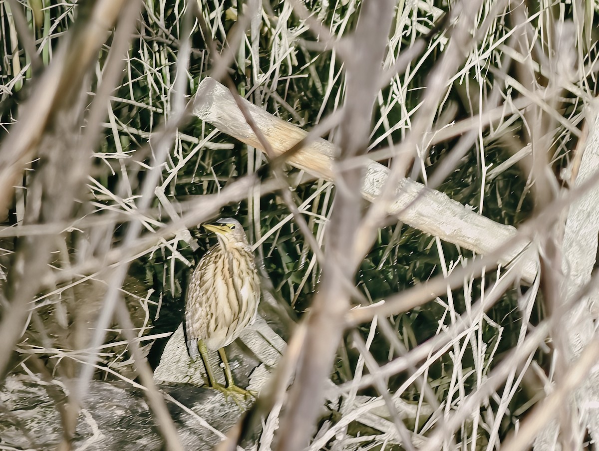 אנפית מזרחית - ML645100600