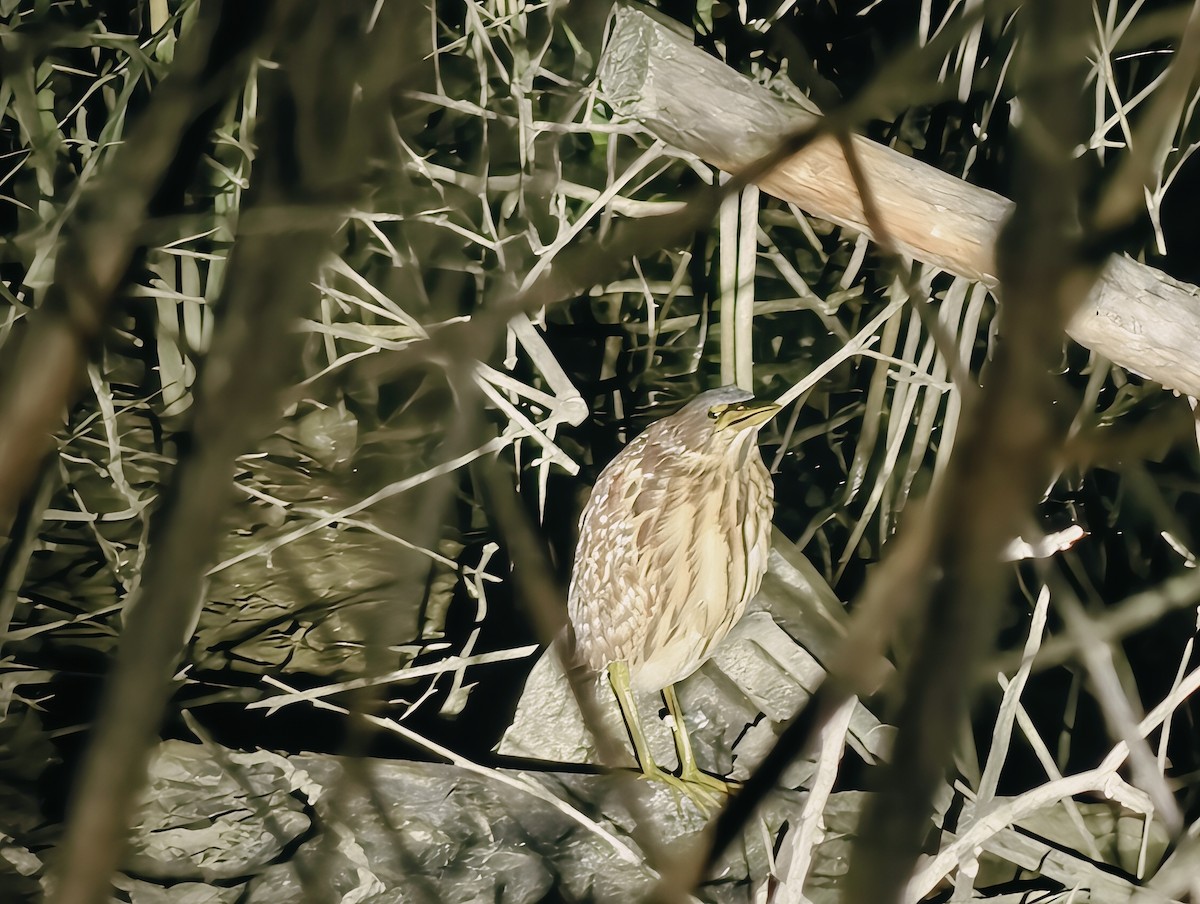 אנפית מזרחית - ML645100601