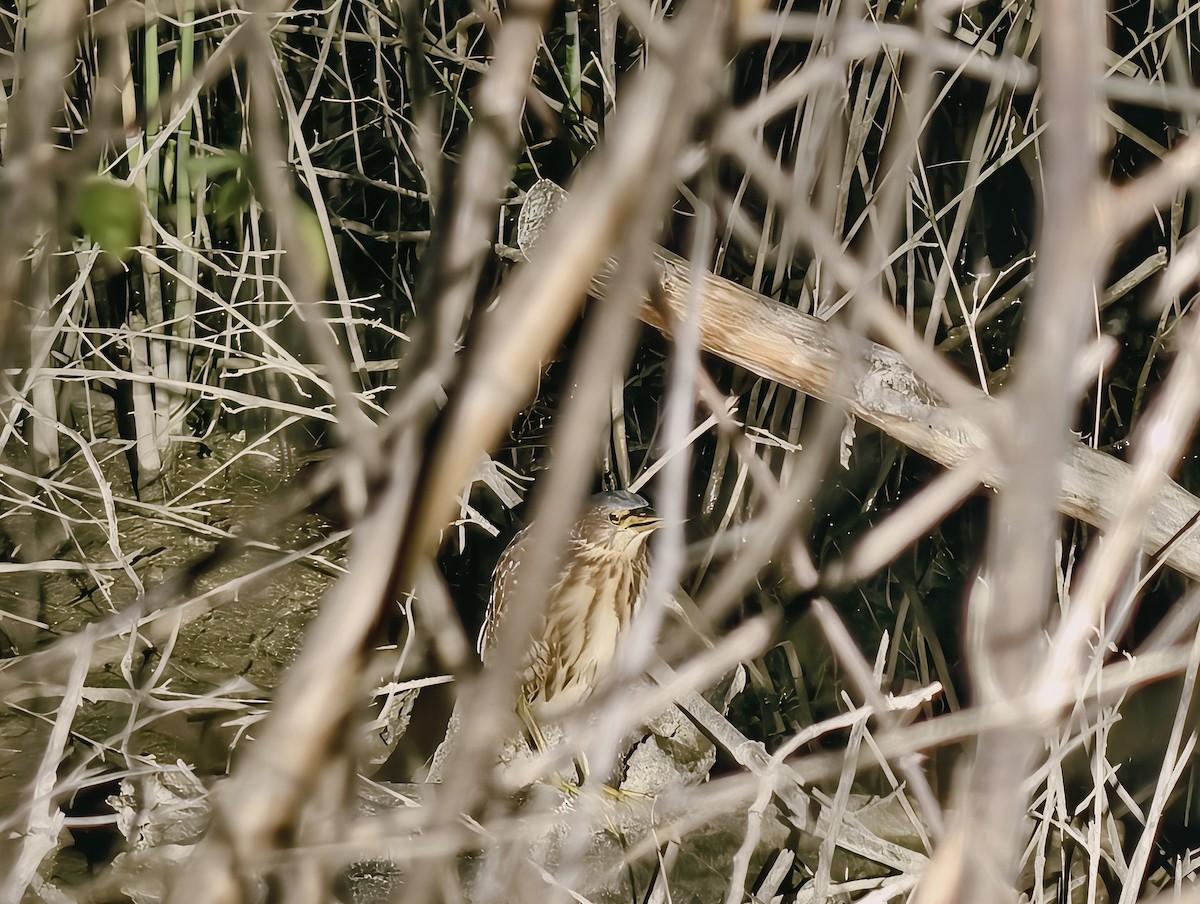 אנפית מזרחית - ML645100602
