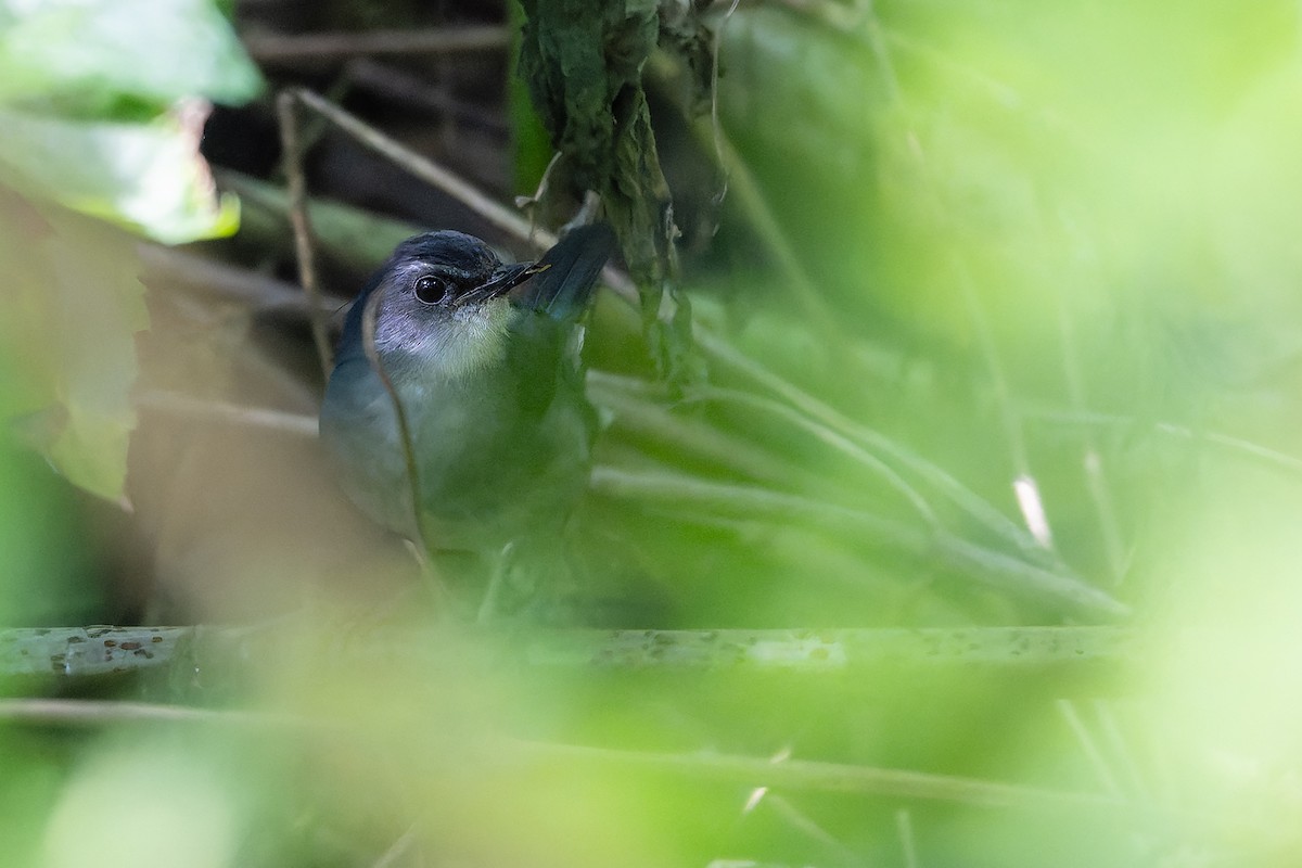 Flores Shortwing - ML645100610