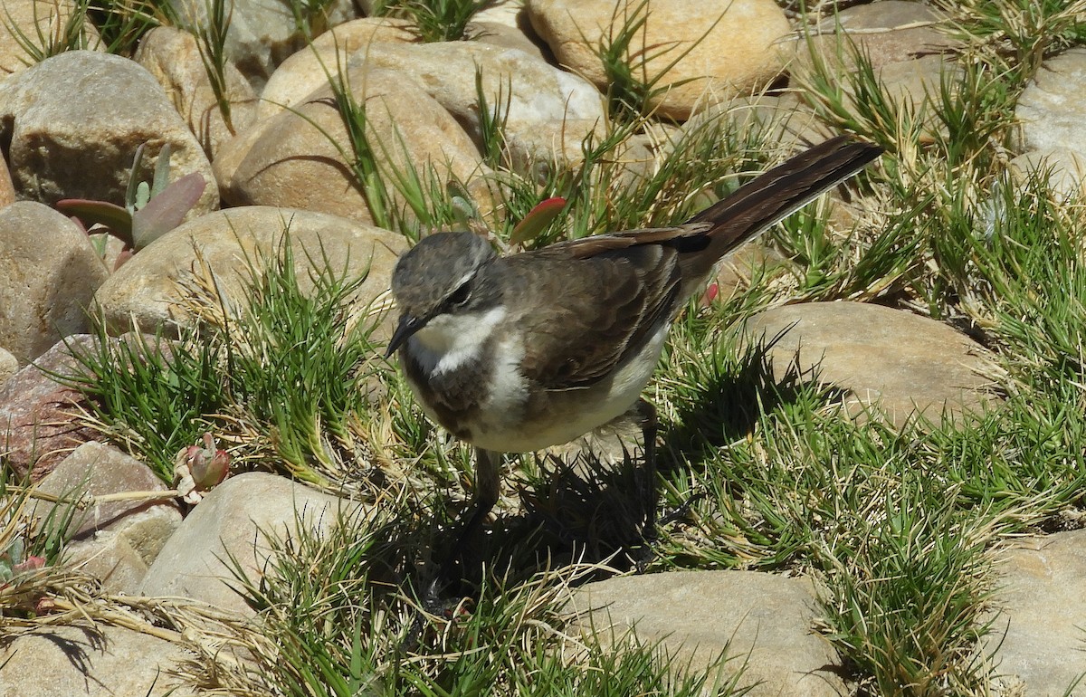 Cape Wagtail - ML645100611
