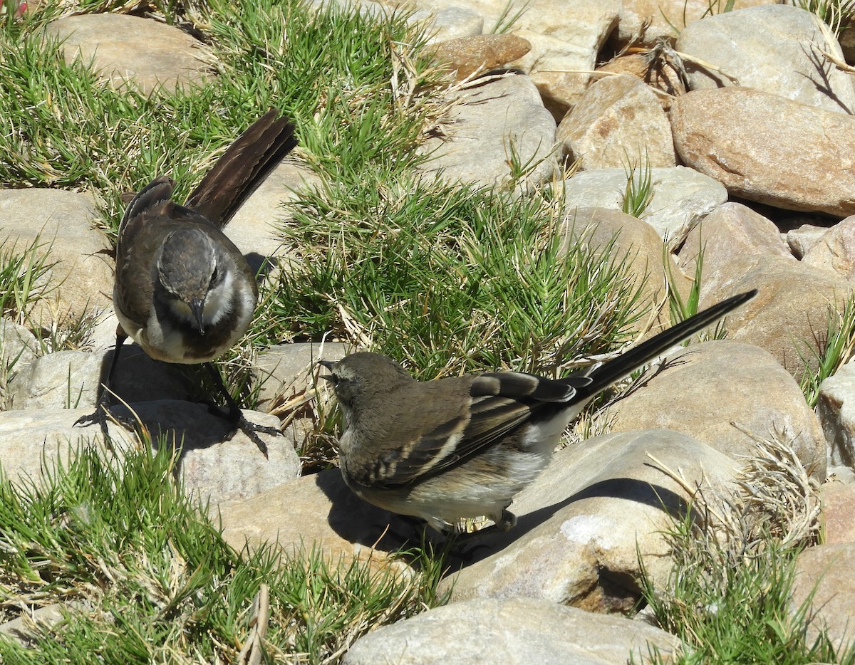 Cape Wagtail - ML645100612