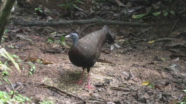 Büyük Argus - ML645100624