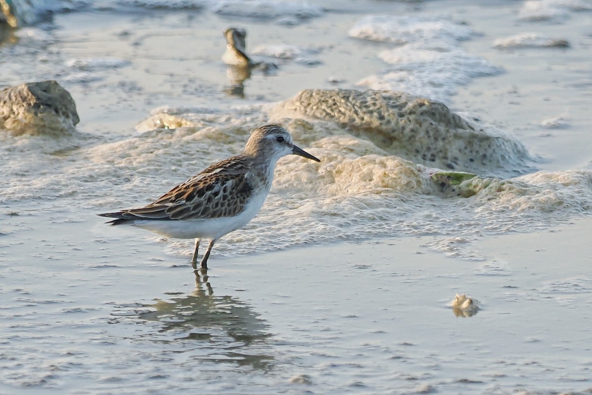 Little Stint - ML645100625