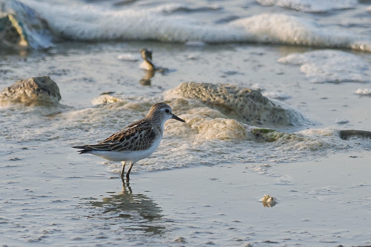 Little Stint - ML645100626