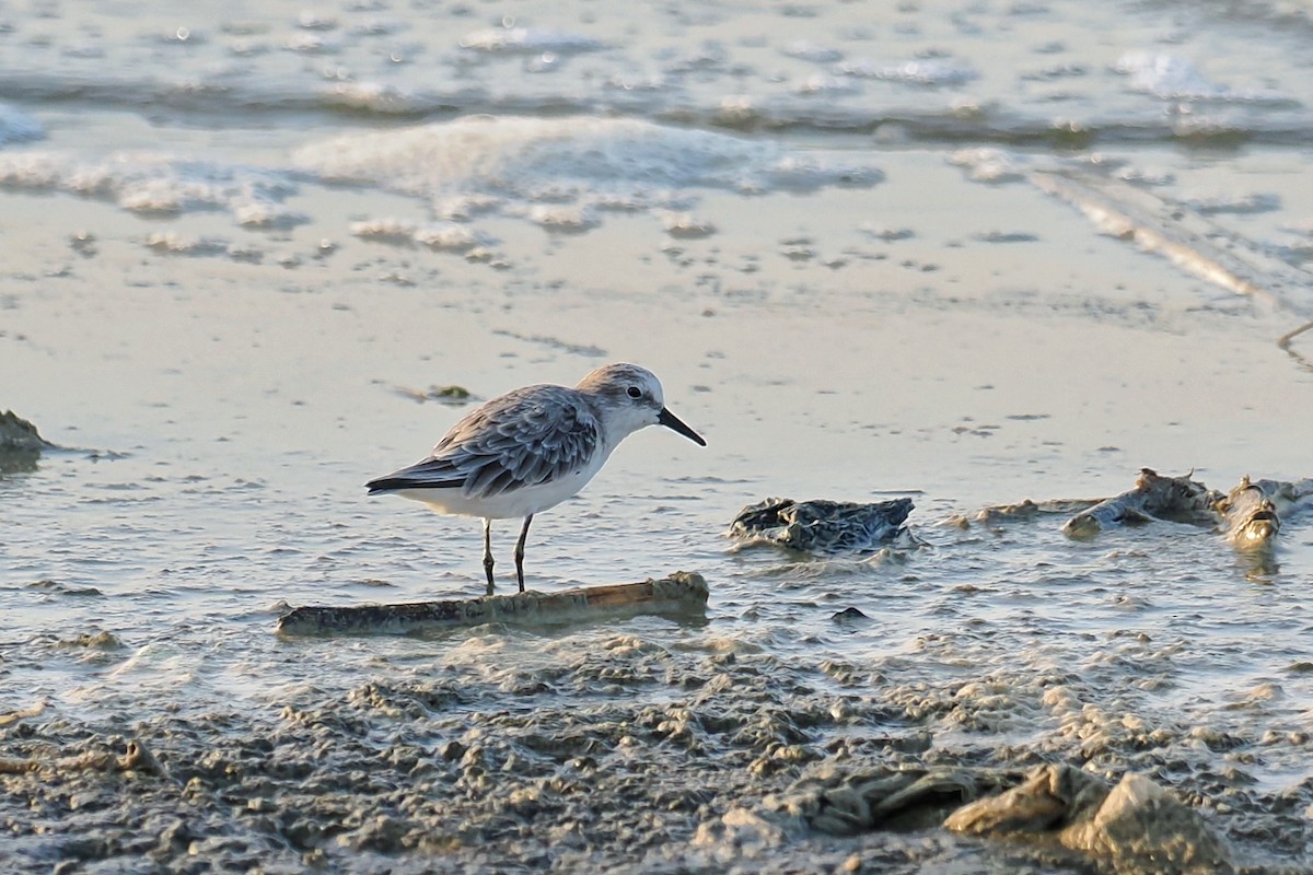 Little Stint - ML645100627