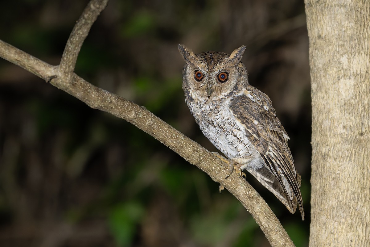 Moluccan Scops-Owl (Moluccan) - ML645100631