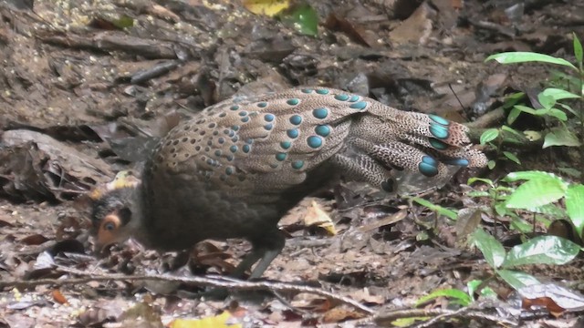 Malezya Tavus Sülünü - ML645100632