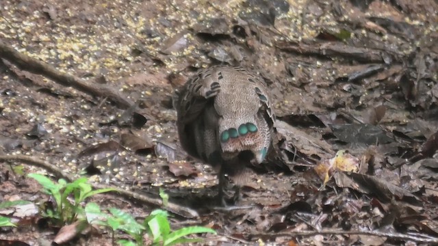 Malezya Tavus Sülünü - ML645100633