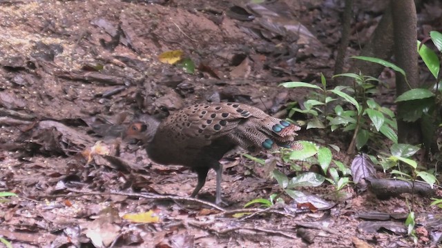 Malezya Tavus Sülünü - ML645100634