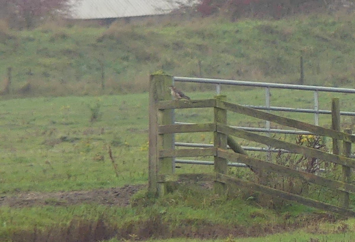 Merlin - ML645100636