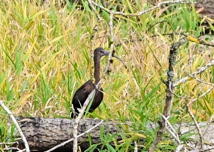 Glossy Ibis - ML645100639
