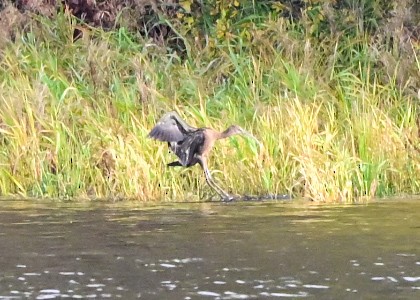 Glossy Ibis - ML645100640