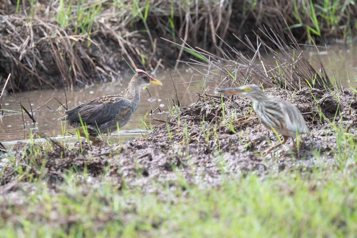 chřástal rohatý - ML645100641
