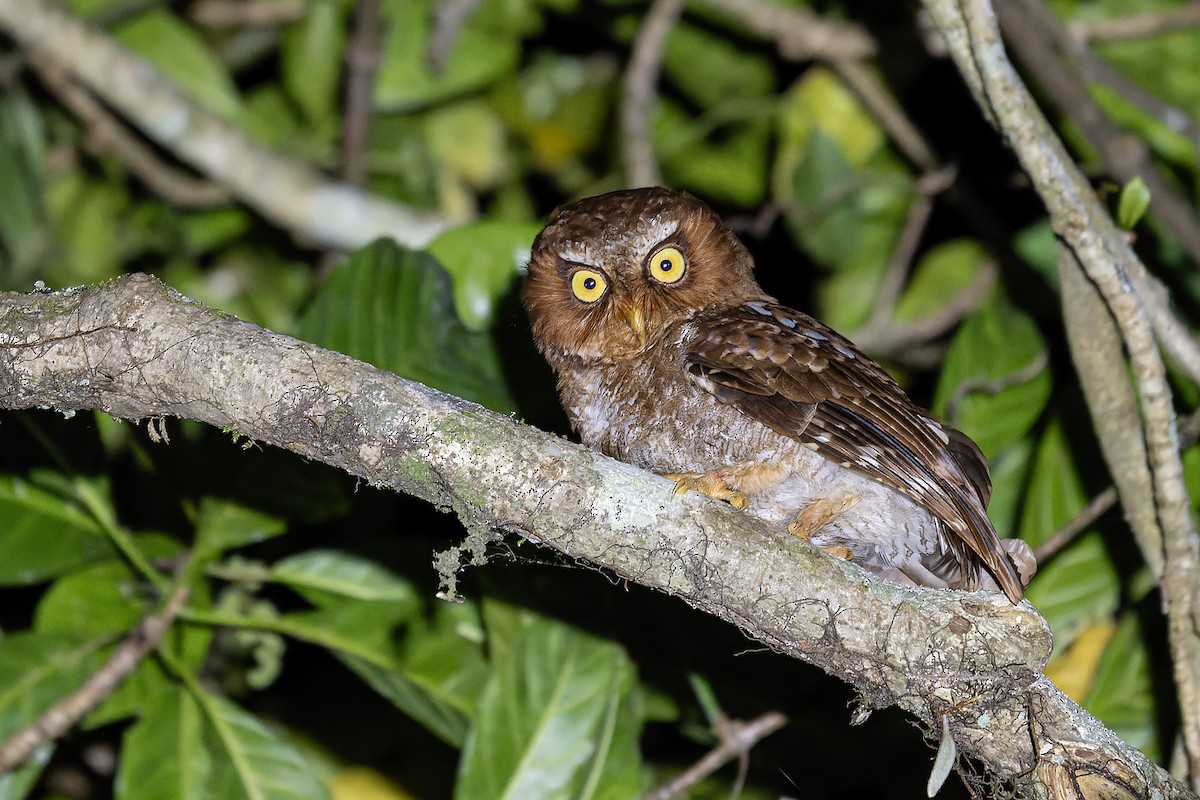 Flores Scops-Owl - ML645100646