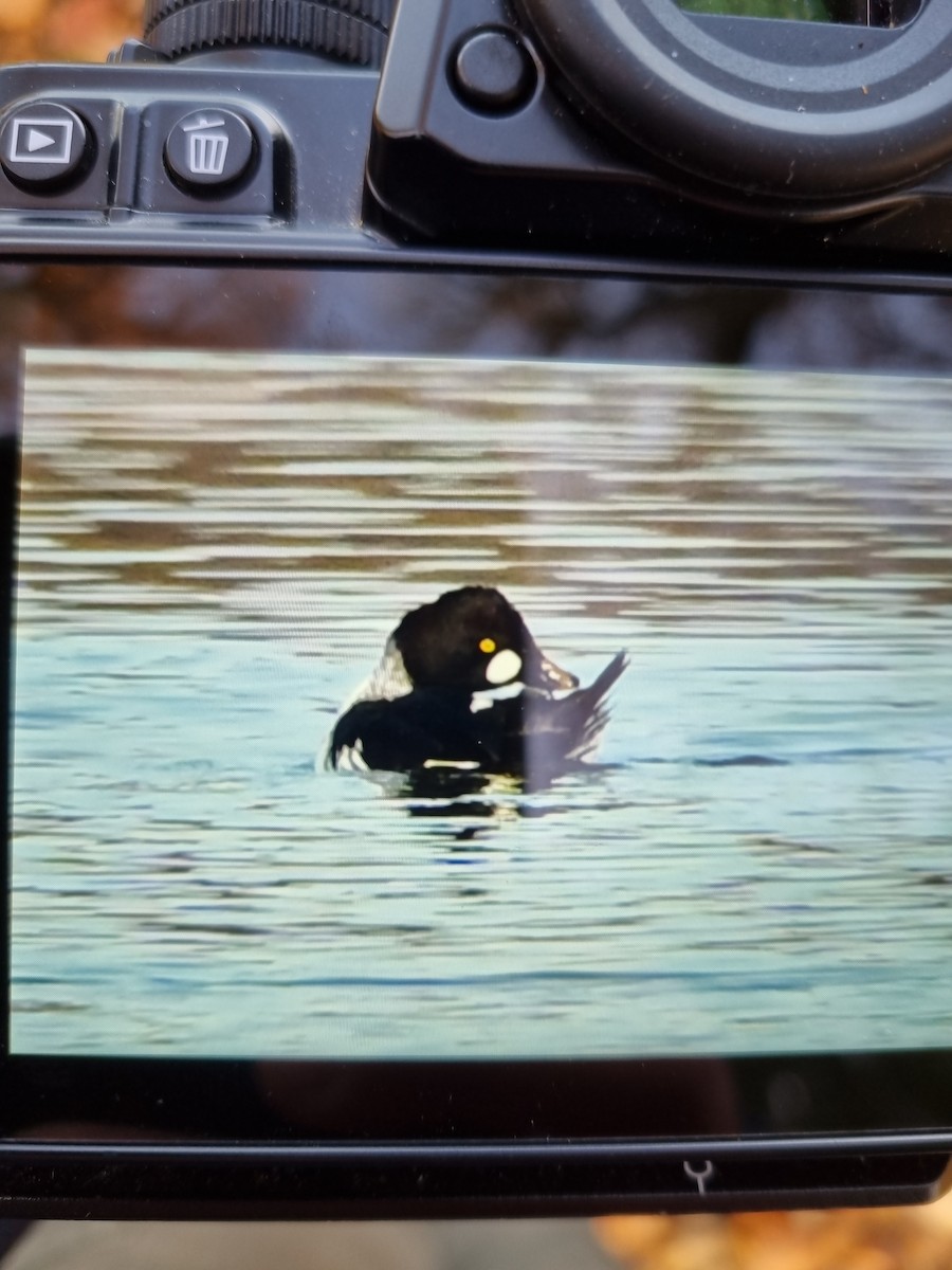 Common Goldeneye - ML645100648